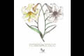 ネガ / reminiscence typeA